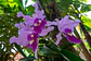 Forza Fertilizante Soluble Orquídeas 250 Gr Jardín | Agrosamario - Miniatura 4
