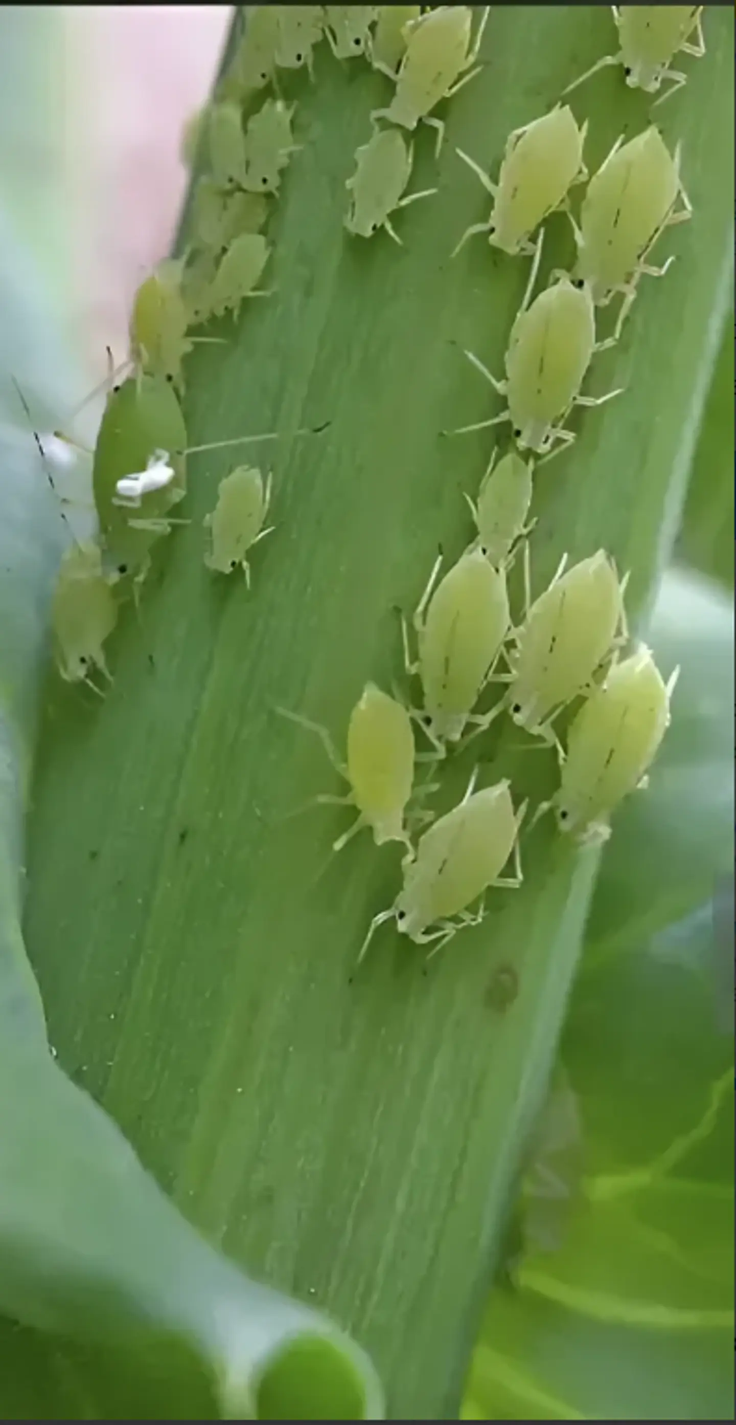 Insecticida Movento Bayer - Control Total De Cochinilla Y Pulgón-Agrosamario 5