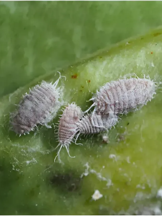 Insecticida Movento Bayer - Control Total De Cochinilla Y Pulgón-Agrosamario 6