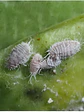 Insecticida Movento Bayer - Control Total De Cochinilla Y Pulgón-Agrosamario - Miniatura 6