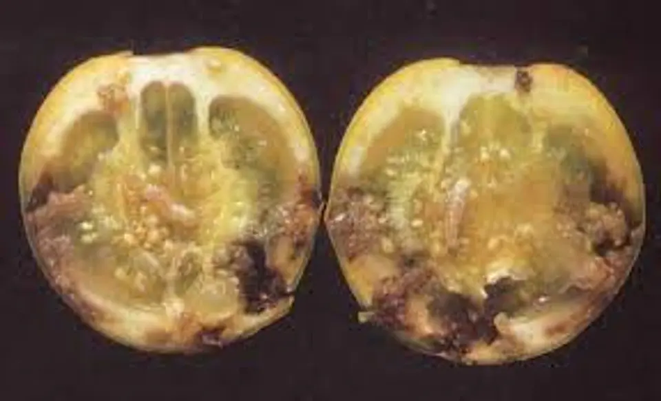 Curbix Fusion SC 200 Bayer x 1 Litro - 5 Litros- Broca-Pasador / Agrosamario 2