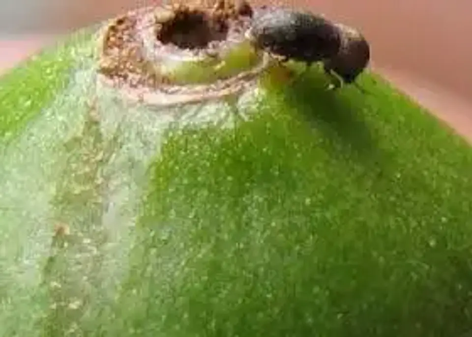 Curbix Fusion SC 200 Bayer x 1 Litro - 5 Litros- Broca-Pasador / Agrosamario 5