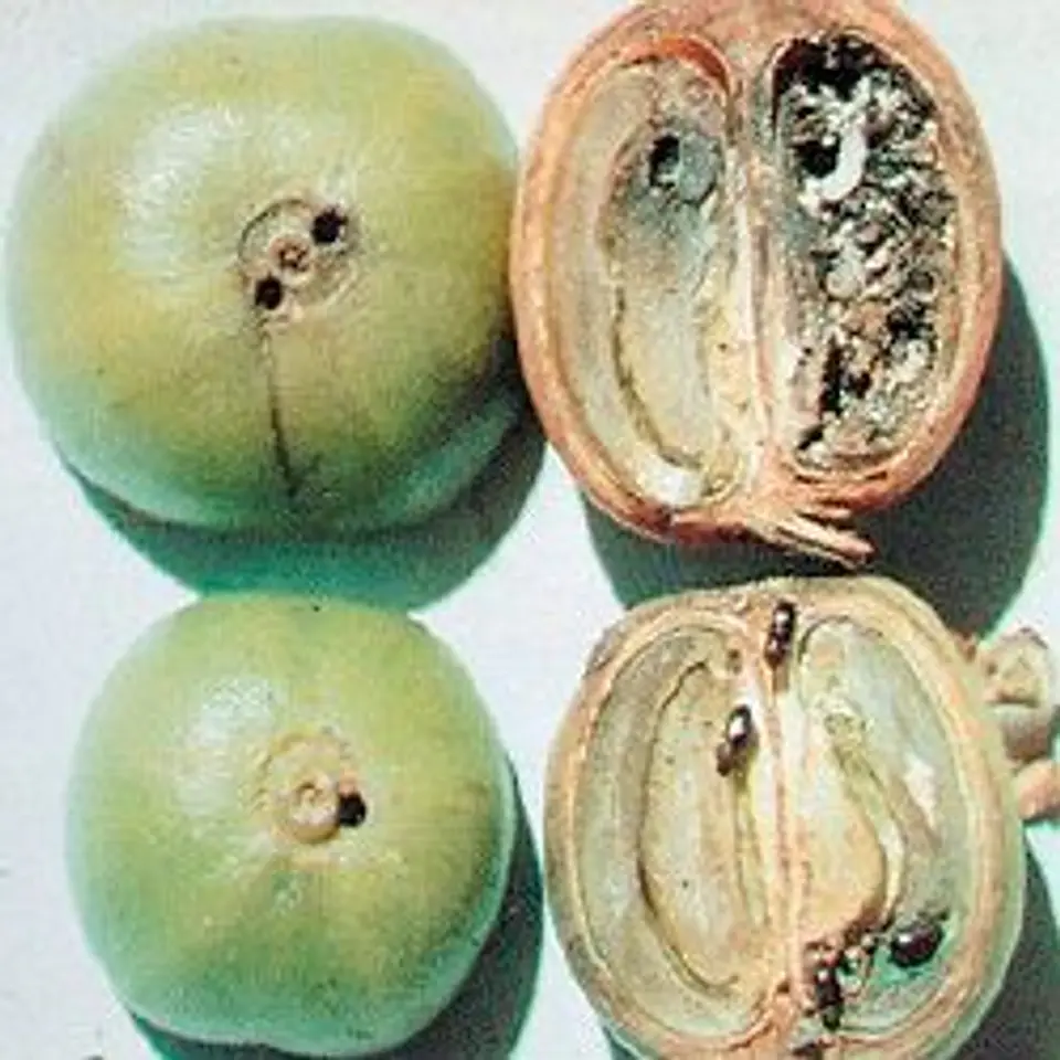 Curbix Fusion SC 200 Bayer x 1 Litro - 5 Litros- Broca-Pasador / Agrosamario 6