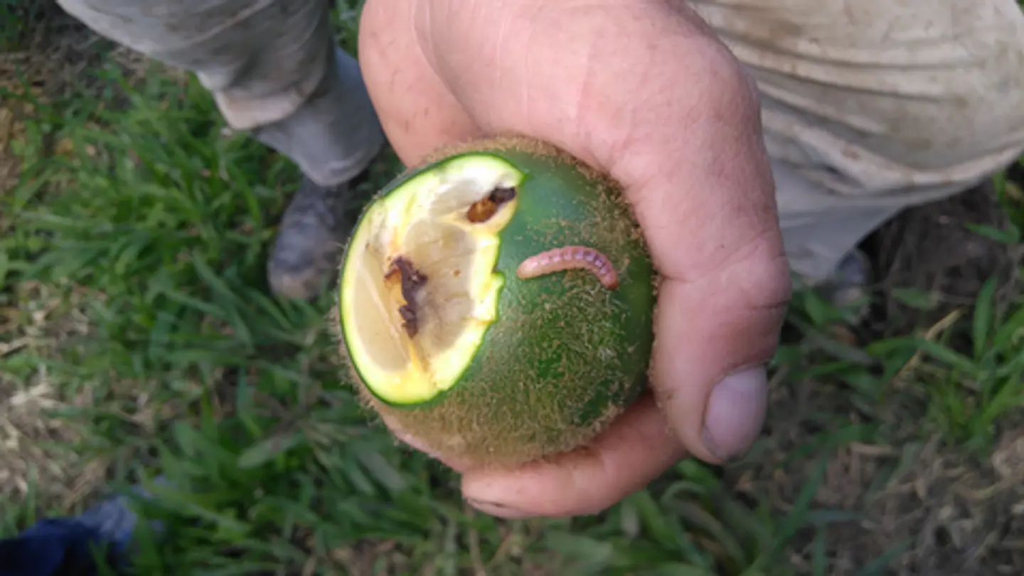 Curbix Fusion SC 200 Bayer x 1 Litro - 5 Litros- Broca-Pasador / Agrosamario 8