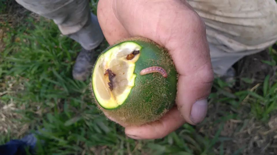 Curbix Fusion SC 200 Bayer x 1 Litro - 5 Litros- Broca-Pasador / Agrosamario 8