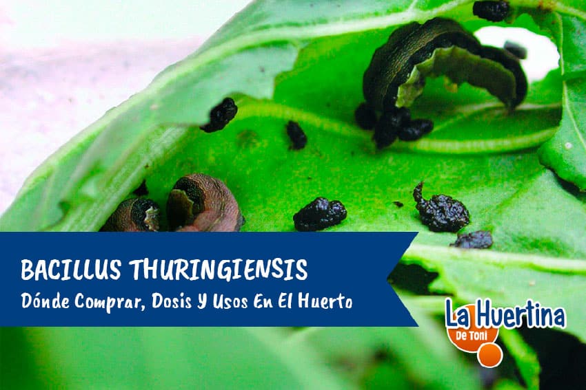 Insecticida Biológico Dipel WG x 500g -  Bacillus thuringiensis  Agrosamario 2