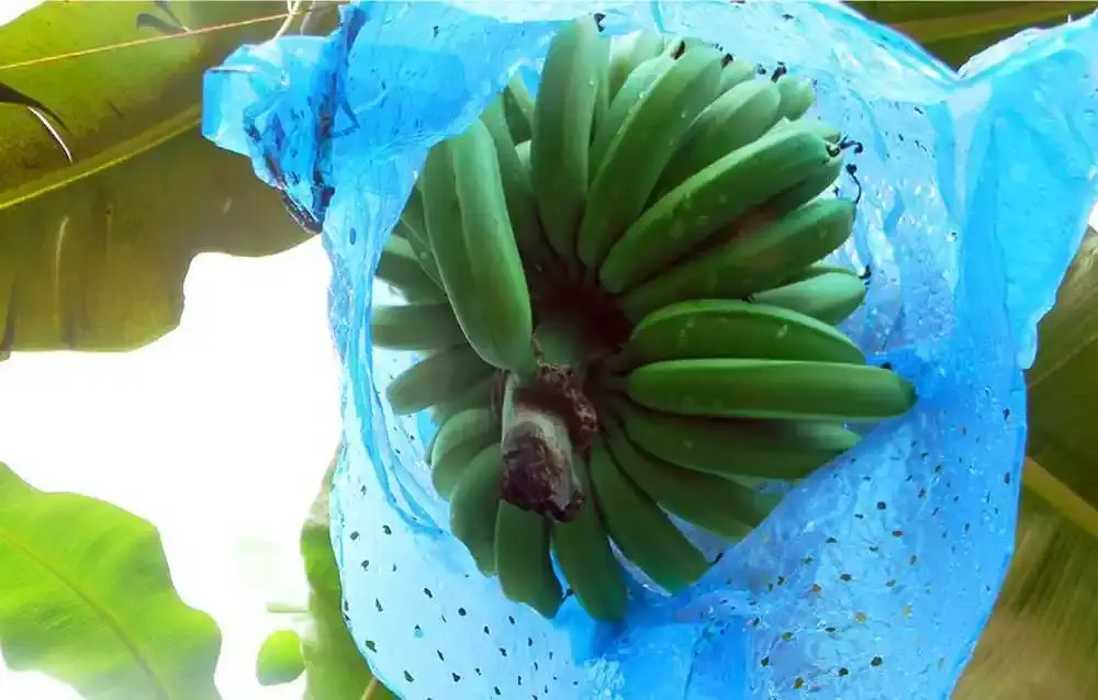 Bolsa Para Plátano x 50 Unidades (Verde, Azul, Transparente) - 50 Unidades Agrosamario  10