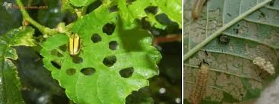 Insecticida Betaciflutrin Vecol 25 EC - Control (Hormigas)  Agrosamario 2