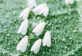 Insecticida Betaciflutrin Vecol 25 EC - Control (Hormigas)  Agrosamario 3