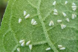 Insecticida Betaciflutrin Vecol 25 EC - Control (Hormigas)  Agrosamario 4