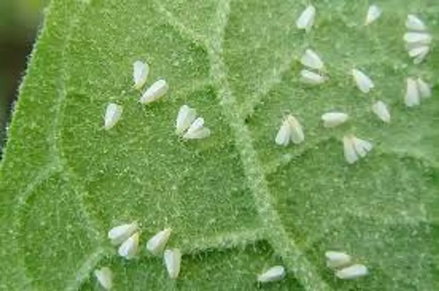 Insecticida Betaciflutrin Vecol 25 EC - Control (Hormigas)  Agrosamario 4