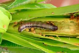 Insecticida Betaciflutrin Vecol 25 EC - Control (Hormigas)  Agrosamario 5