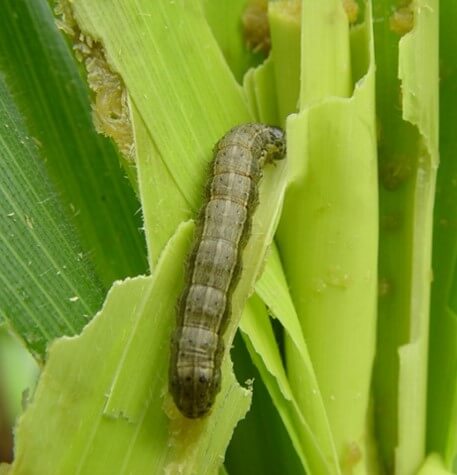 Insecticida Betaciflutrin Vecol 25 EC - Control (Hormigas)  Agrosamario 6