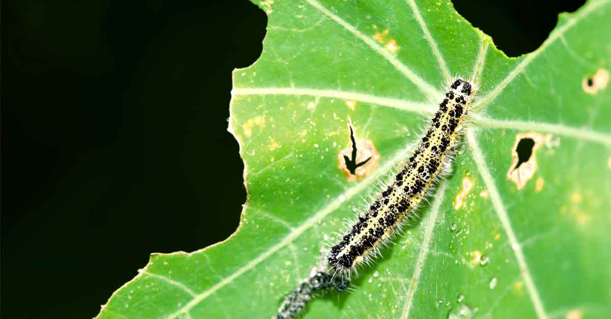 Insecticida Betaciflutrin Vecol 25 EC - Control (Hormigas)  Agrosamario 7