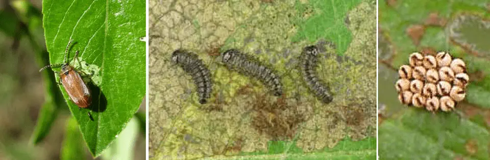 Insecticida Betaciflutrin Vecol 25 EC - Control (Hormigas)  Agrosamario 8