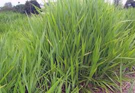 Semilla de Pasto  LERL  Brachiaria Decumbens Escarificada - Agrosamario 7