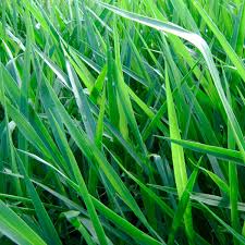 Semilla de Pasto  LERL  Brachiaria Decumbens Escarificada - Agrosamario 8