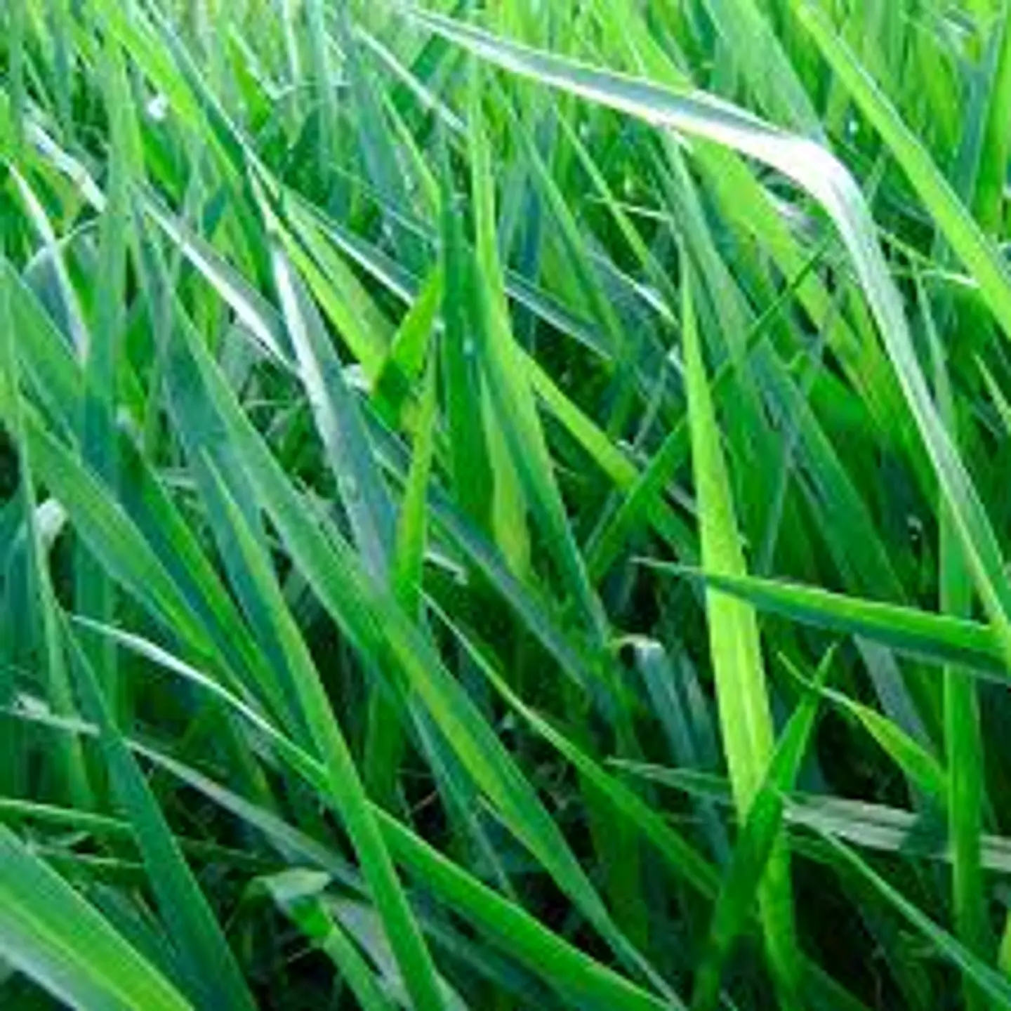 Semilla de Pasto  LERL  Brachiaria Decumbens Escarificada - Agrosamario 8