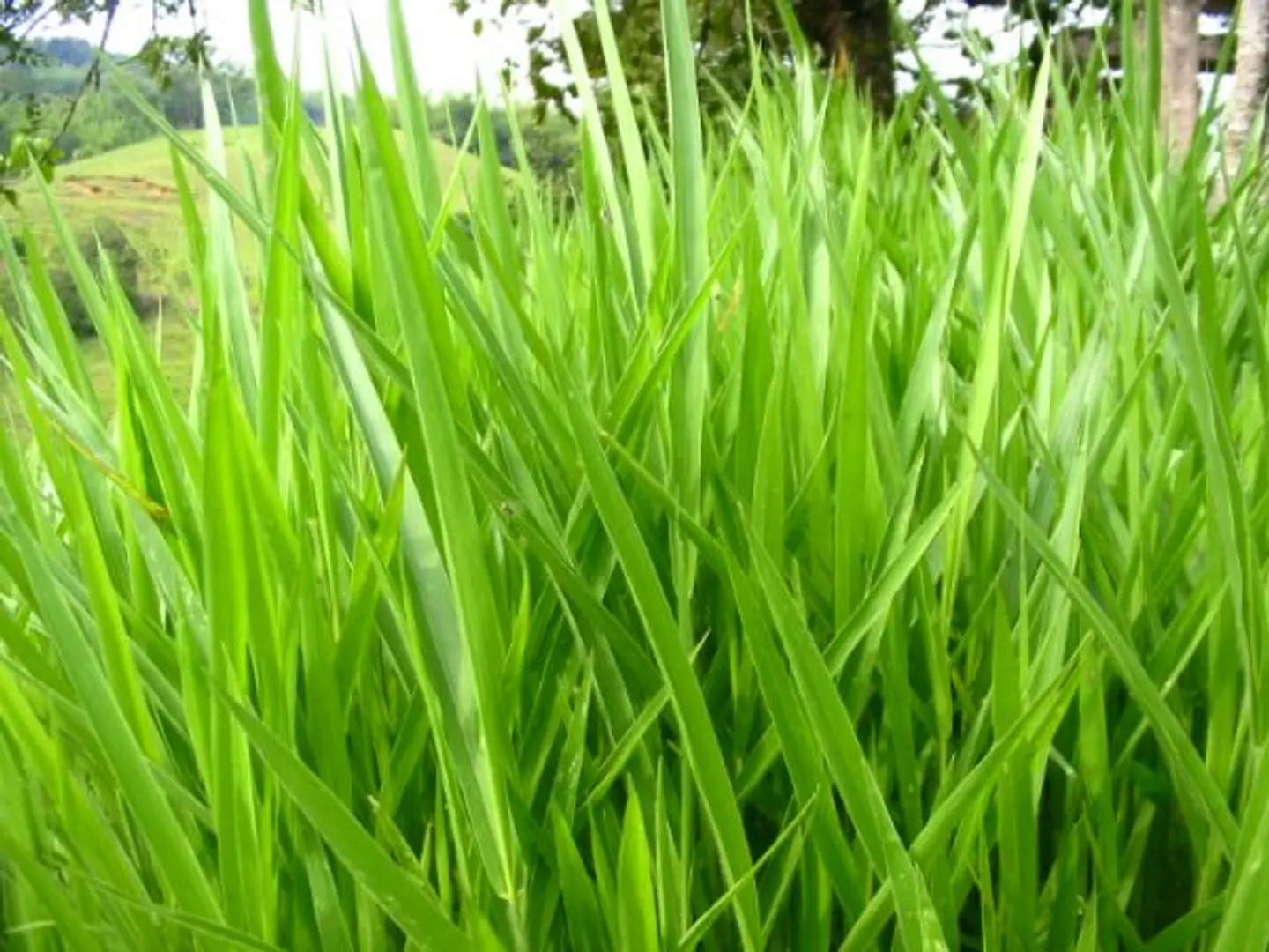 Semilla de Pasto  LERL  Brachiaria Decumbens Escarificada - Agrosamario 9