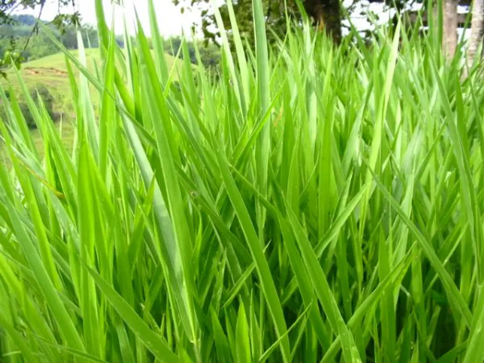 Semilla de Pasto  LERL  Brachiaria Decumbens Escarificada - Agrosamario 9