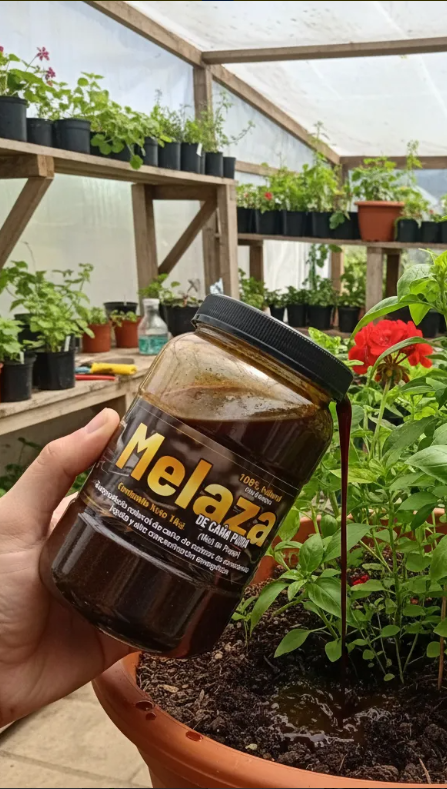 Melaza Miel De Purga 30kg y 1kg Agrosamario 7