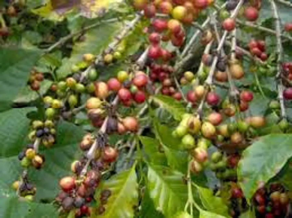 IMPACT 125 SC (1 Litro) – Fungicida Sistémico de Amplio Espectro Agrosamrario  3