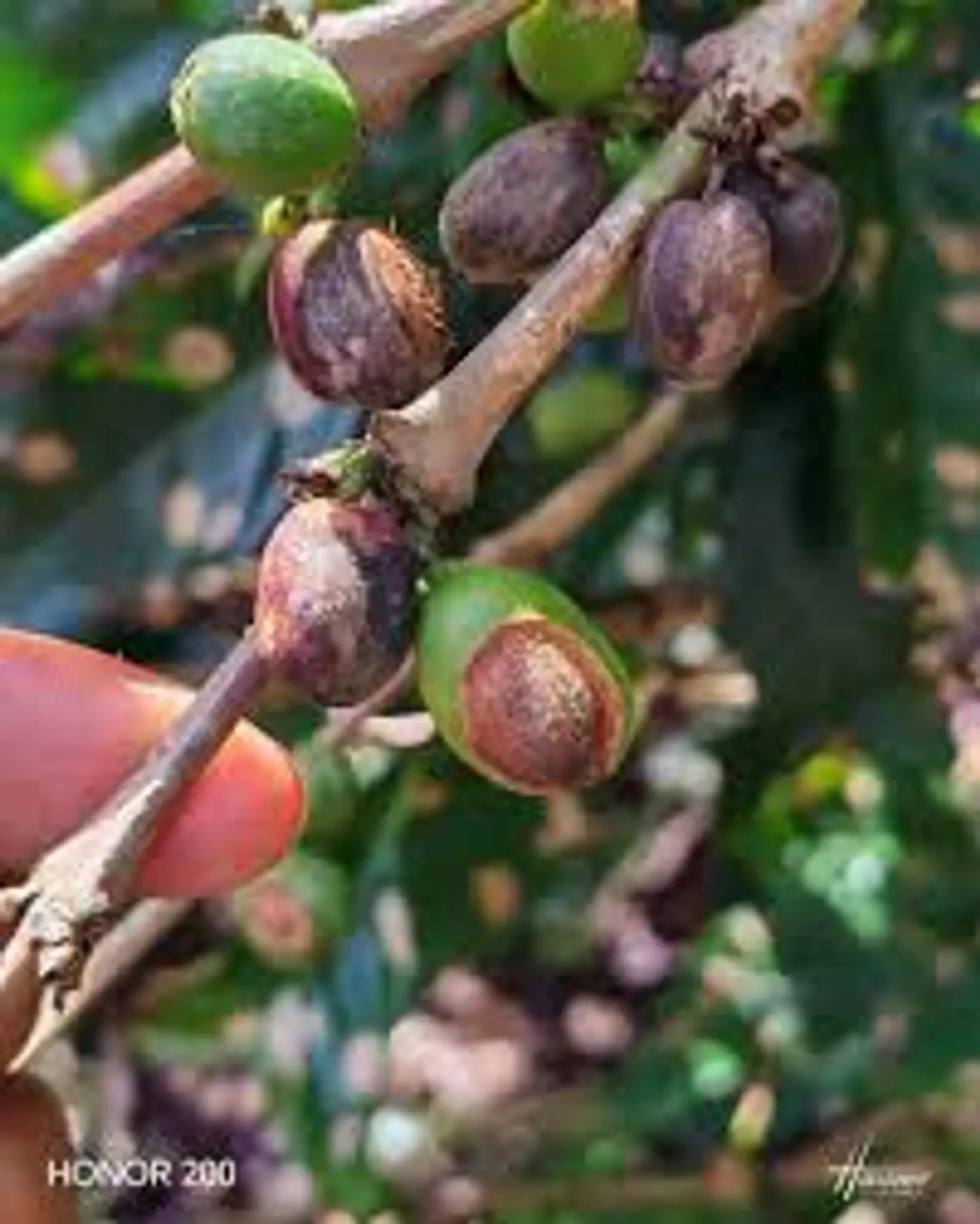 IMPACT 125 SC (1 Litro) – Fungicida Sistémico de Amplio Espectro Agrosamrario  4