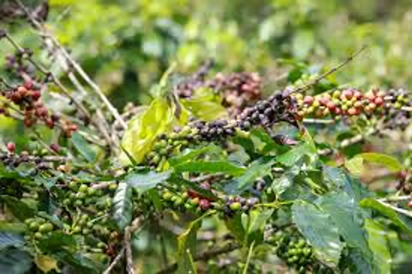 IMPACT 125 SC (1 Litro) – Fungicida Sistémico de Amplio Espectro Agrosamrario  5