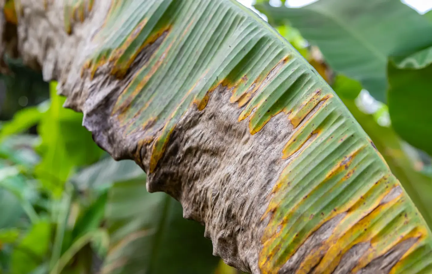 IMPACT 125 SC (1 Litro) – Fungicida Sistémico de Amplio Espectro Agrosamrario  6