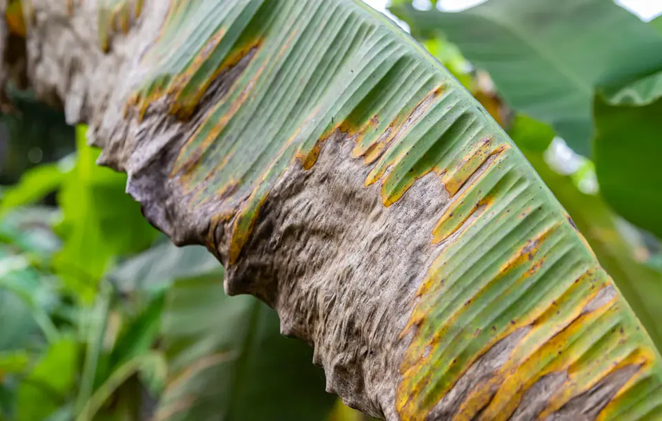 IMPACT 125 SC (1 Litro) – Fungicida Sistémico de Amplio Espectro Agrosamrario  6