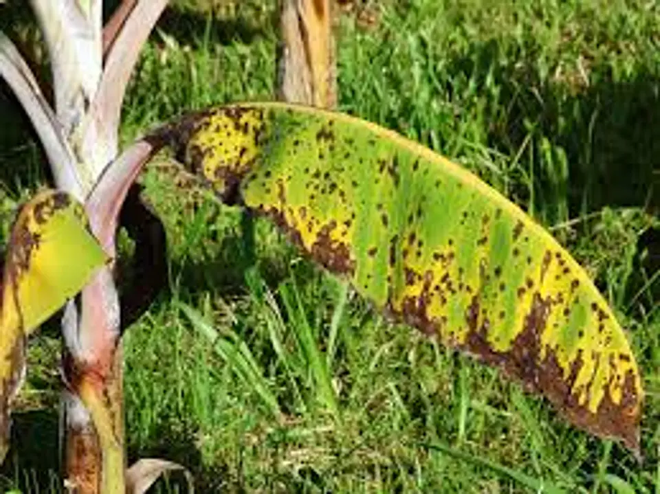 IMPACT 125 SC (1 Litro) – Fungicida Sistémico de Amplio Espectro Agrosamrario  7