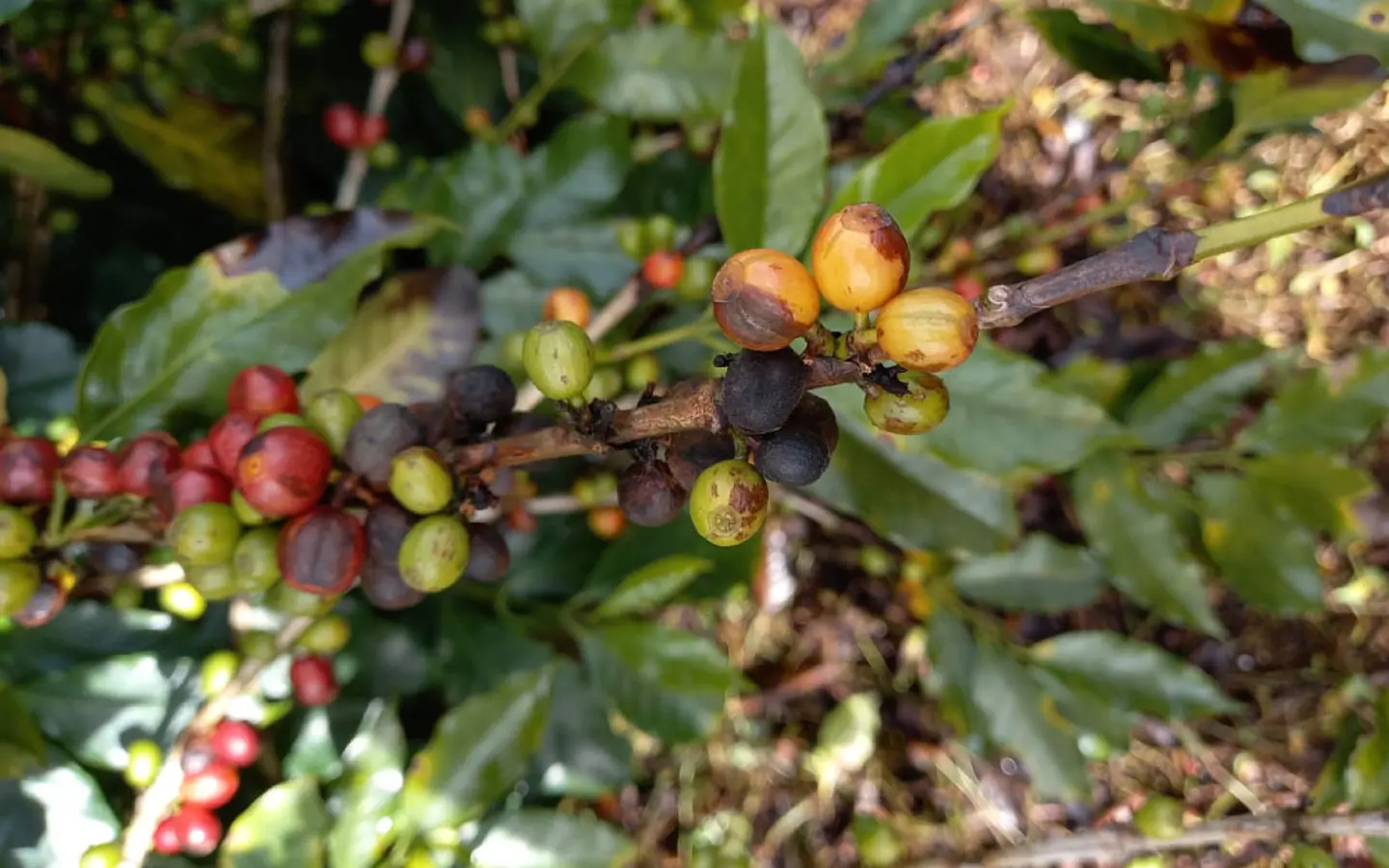 IMPACT 125 SC (1 Litro) – Fungicida Sistémico de Amplio Espectro Agrosamrario  8