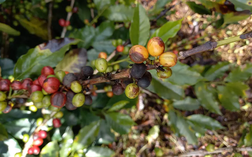 IMPACT 125 SC (1 Litro) – Fungicida Sistémico de Amplio Espectro Agrosamrario  8