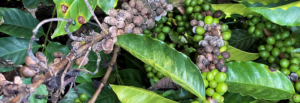 IMPACT 125 SC (1 Litro) – Fungicida Sistémico de Amplio Espectro Agrosamrario  9