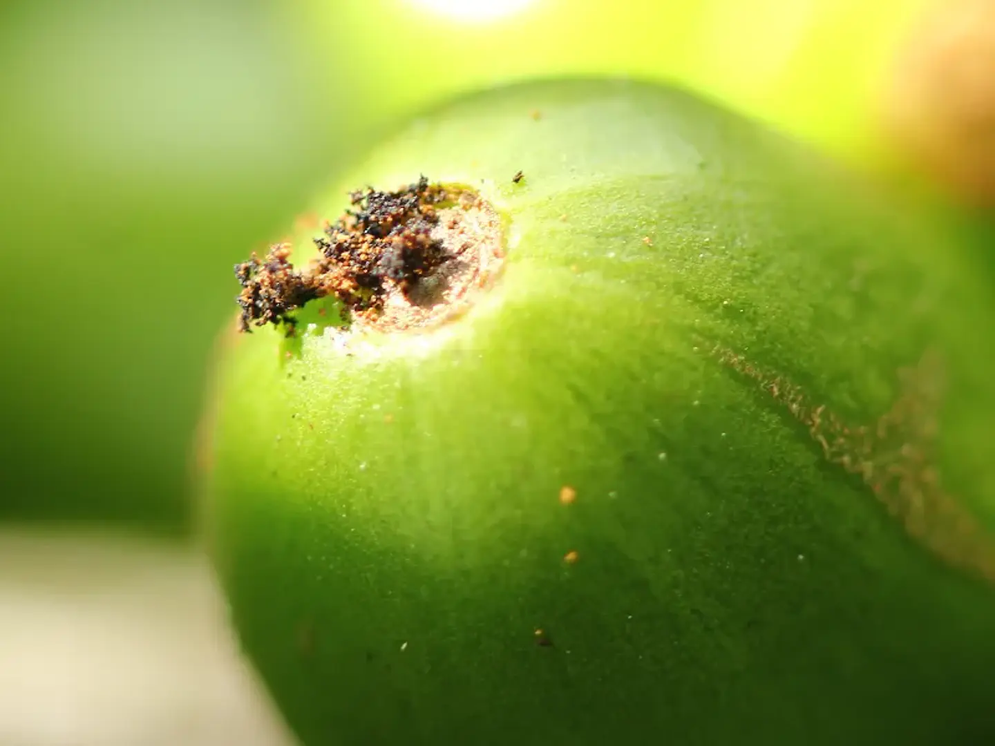 Plethora Adama  320 SC (150ml - 1 Litro) – Insecticida de Doble Acción  Agrosamario  5