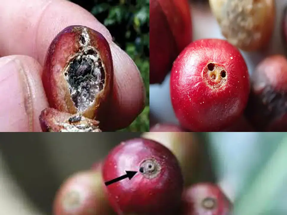 Plethora Adama  320 SC (150ml - 1 Litro) – Insecticida de Doble Acción  Agrosamario  6