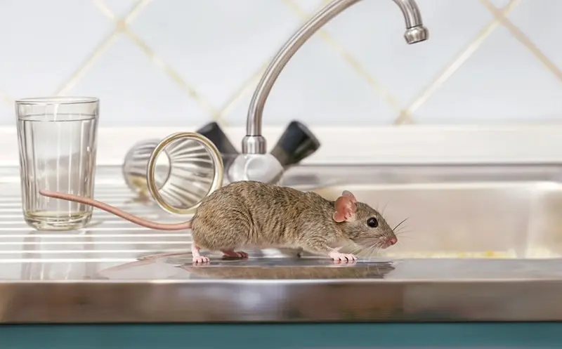 Kit Exterminador Ratas  Roedores: Klerat + Guayaquil + Sicario x 3  4