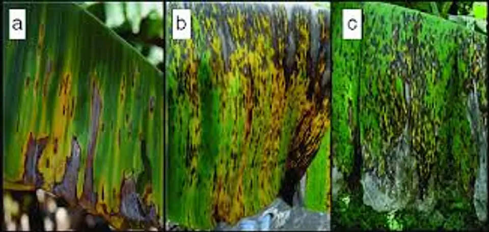 Serenade Bayer Bacillus Subtilis Fungicida X L Agrosamario 3