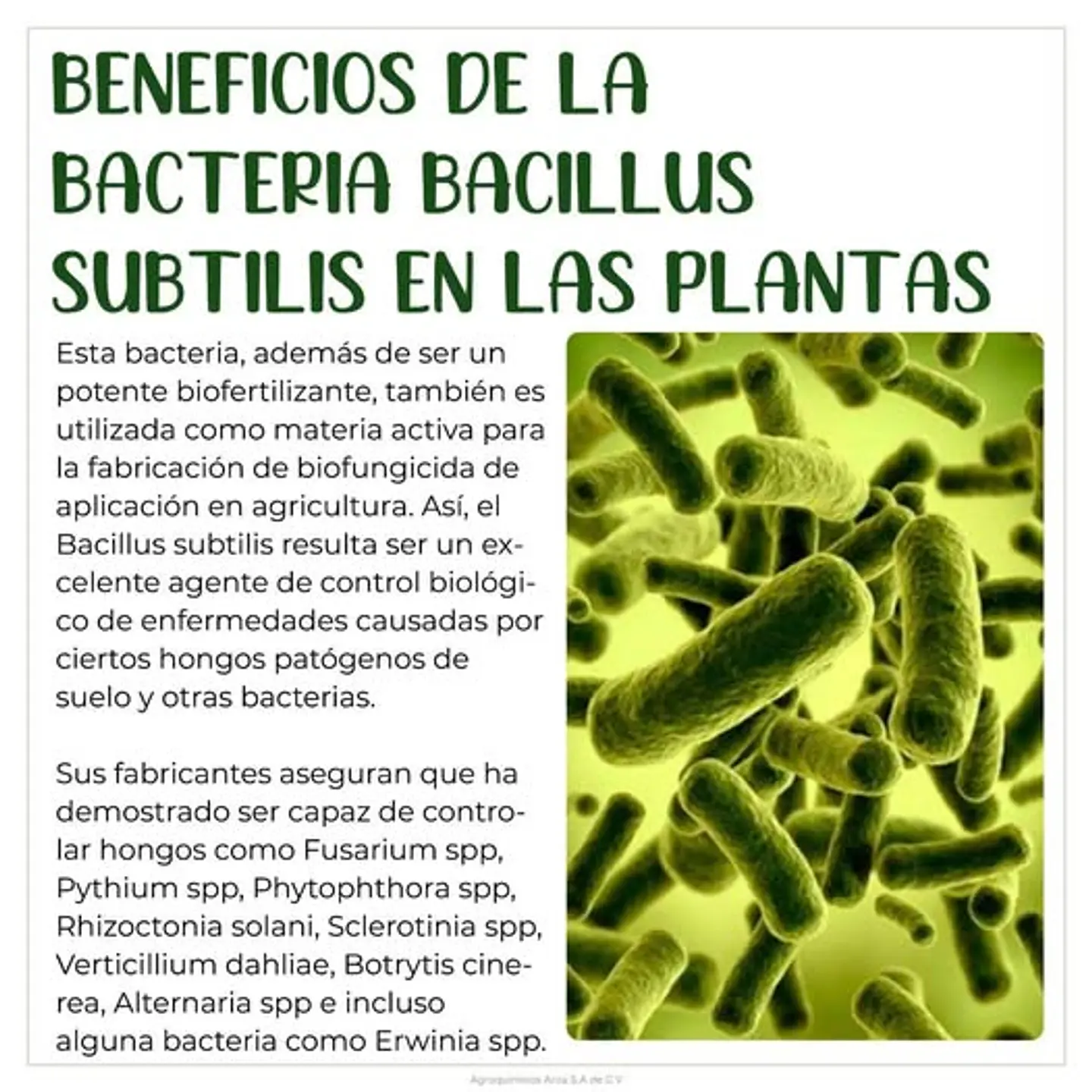Serenade Bayer Bacillus Subtilis Fungicida X L Agrosamario 4