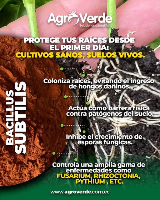Serenade Bayer Bacillus Subtilis Fungicida X L Agrosamario 6