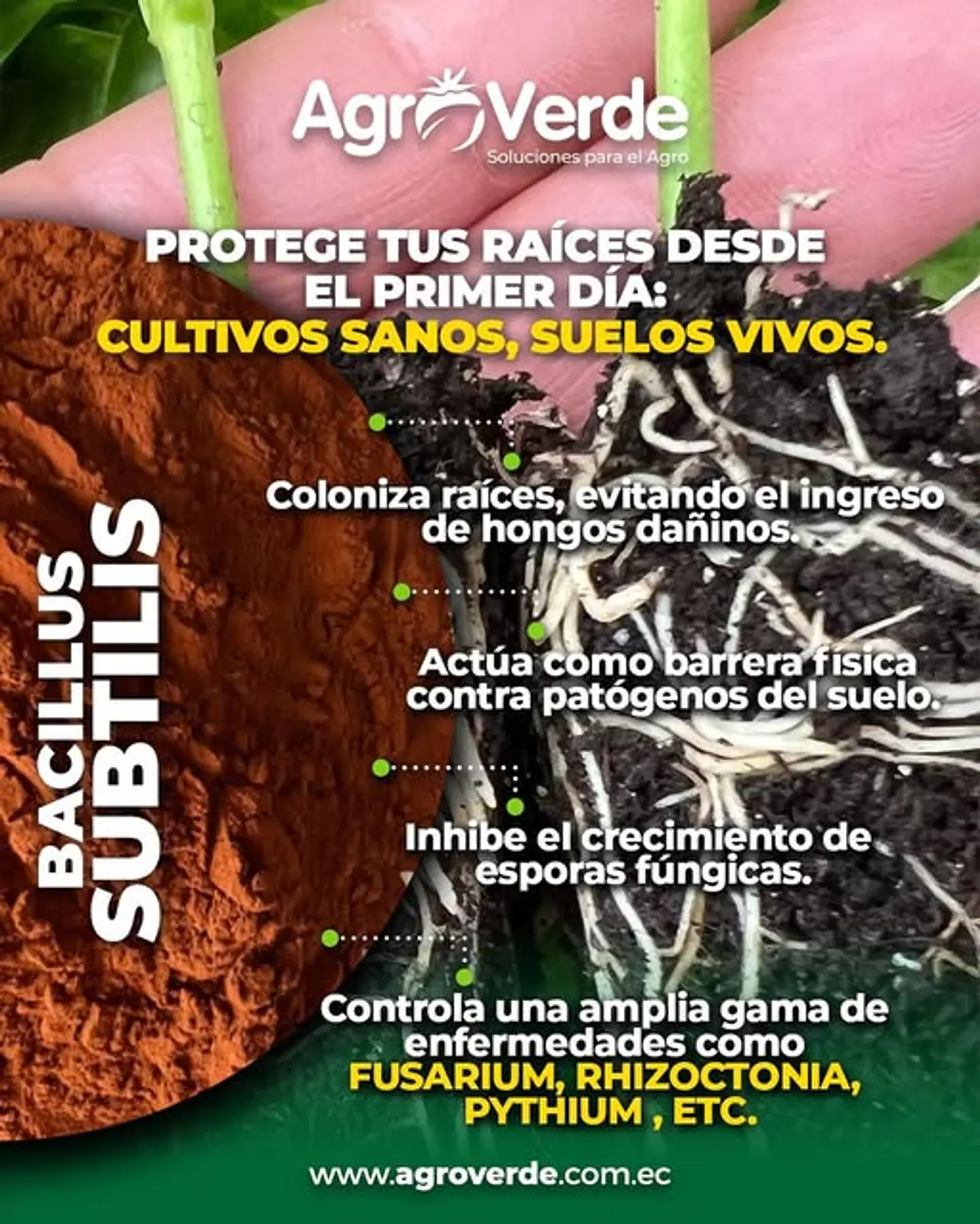 Serenade Bayer Bacillus Subtilis Fungicida X L Agrosamario 6