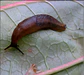 Cebo Molusquicidad  Control Caracol Y Babosas  200g Jardin - Miniatura 4