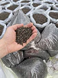 Fertilizante Dap  18-46-0  Arranque Plantas (1k-5k-15 Kilos) l Agrosamario  - Miniatura 1