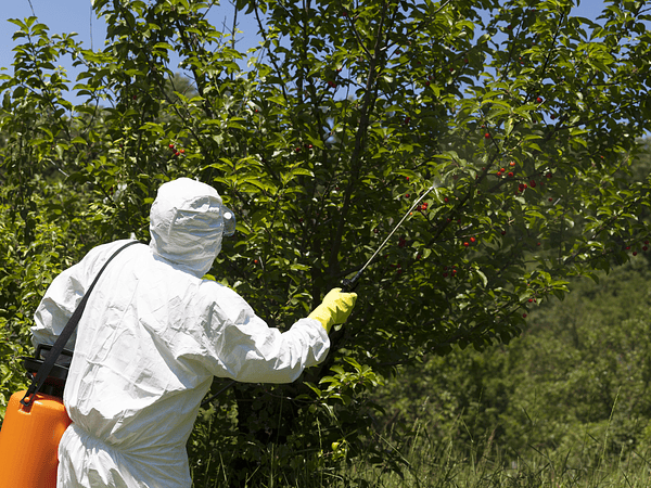 Plaguicidas sin usar EPP adecuados: las secuelas de improvisar en la protección