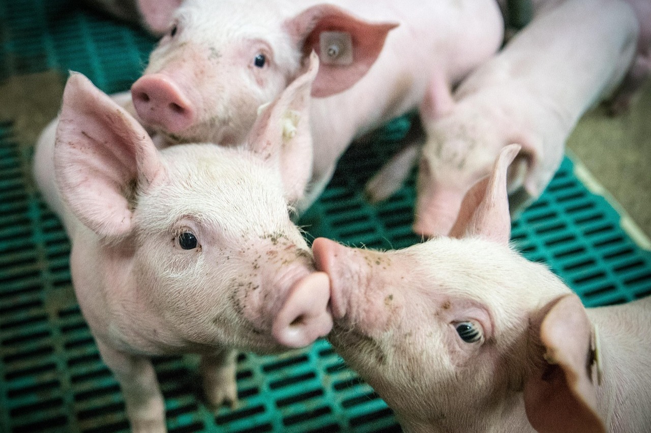 Fiebre porcina africana: Alerta por posible impacto en Chile