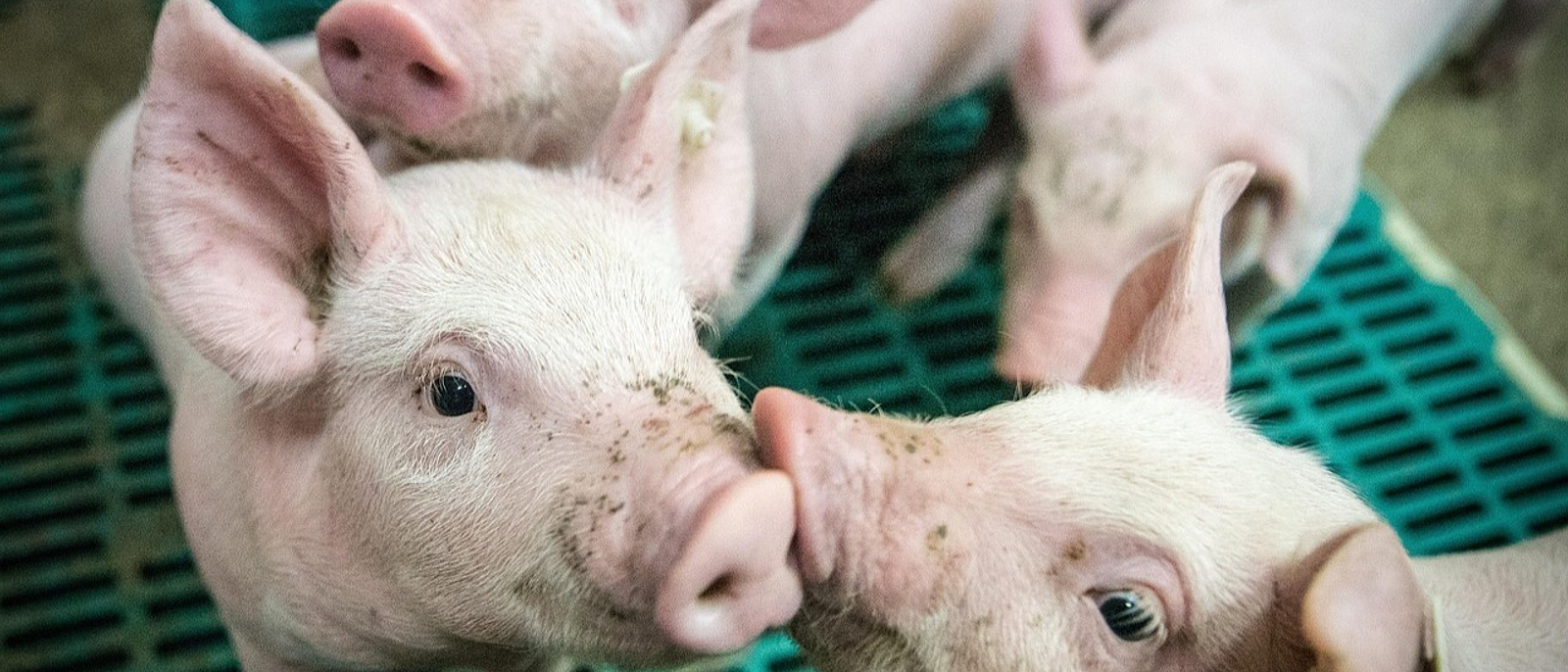 Fiebre porcina africana: Alerta por posible impacto en Chile