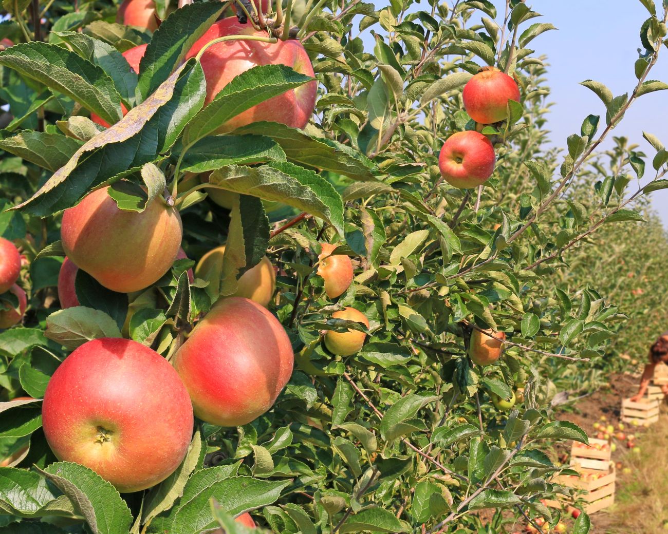 Nuevas obligaciones por plaguicidas agrícolas quedan para marzo 2027, pero EPP y ropa de protección certificada son exigibles hoy