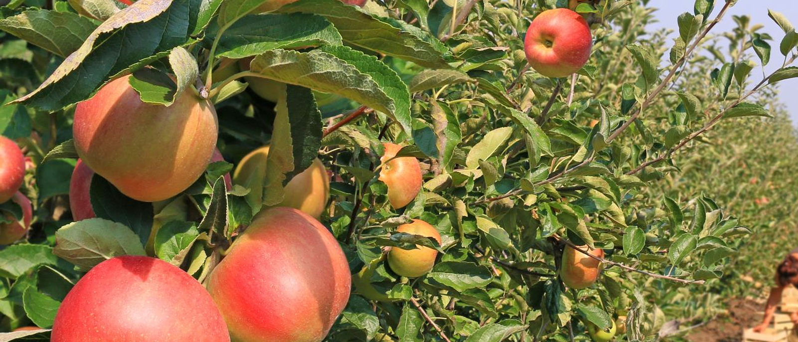 Nuevas obligaciones por plaguicidas agrícolas quedan para marzo 2027, pero EPP y ropa de protección certificada son exigibles hoy