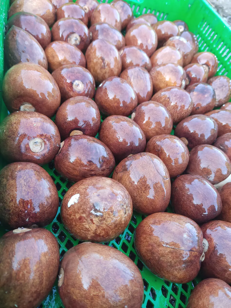 Semillas de Palto Zutano 3