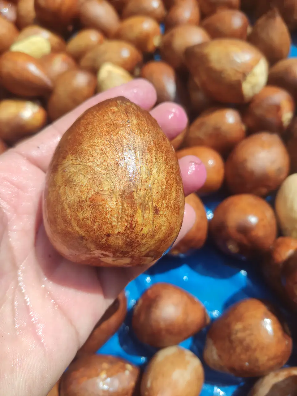 Semillas de Palto Zutano 2